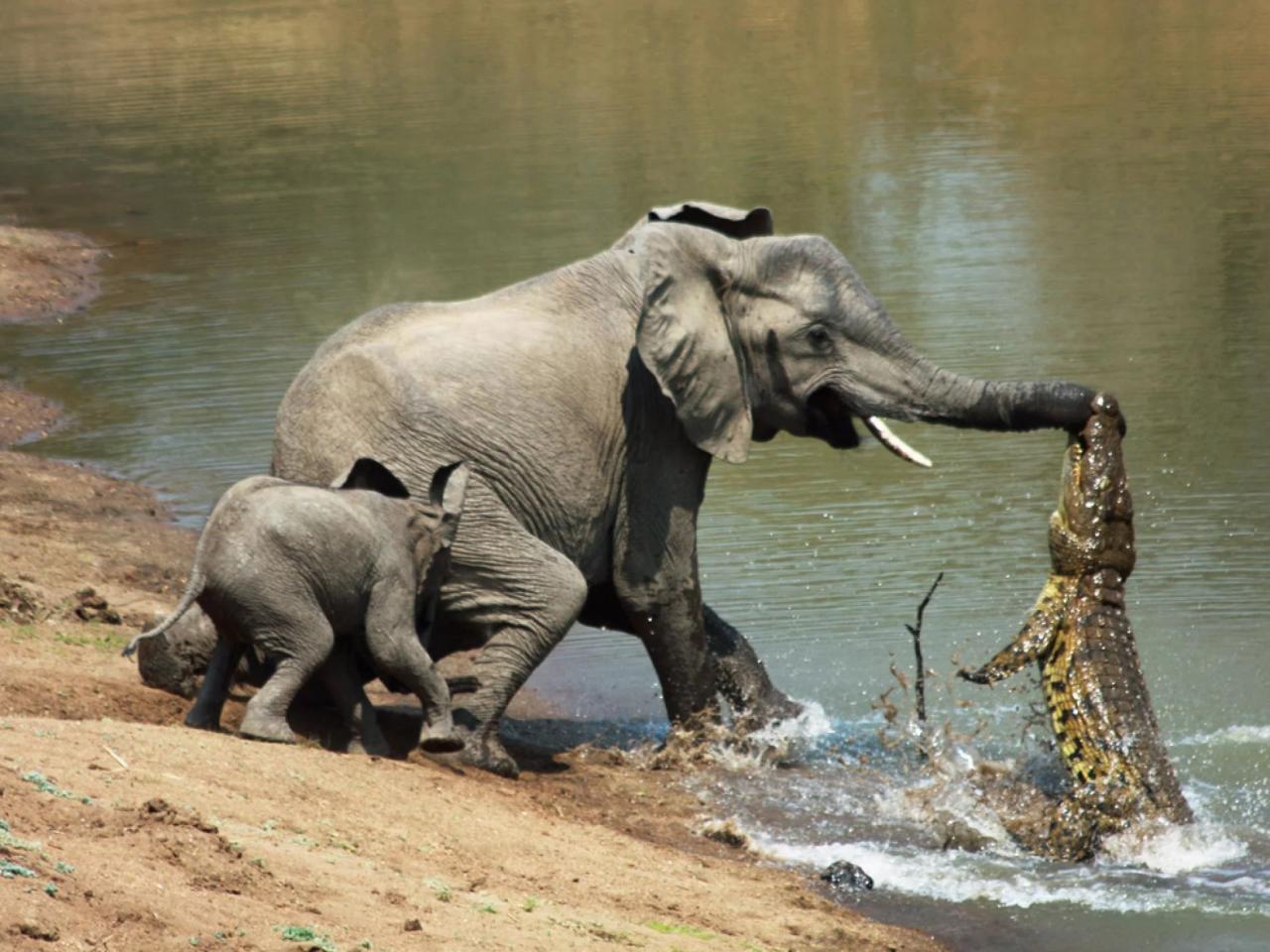 unstoppable maternal instinct mother elephant to protect her young from crocodile attack 5519 2