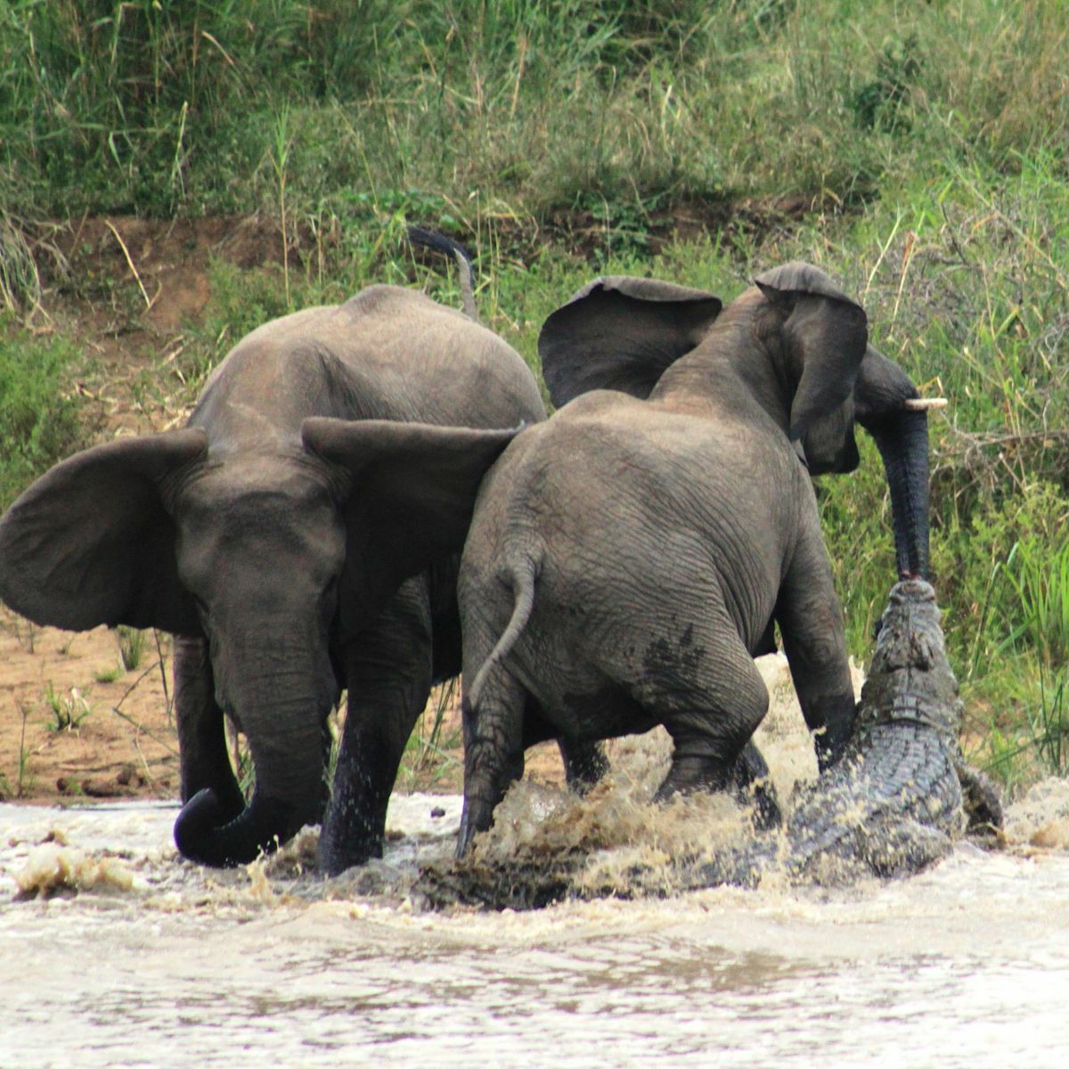 unstoppable maternal instinct mother elephant to protect her young from crocodile attack 5519 3