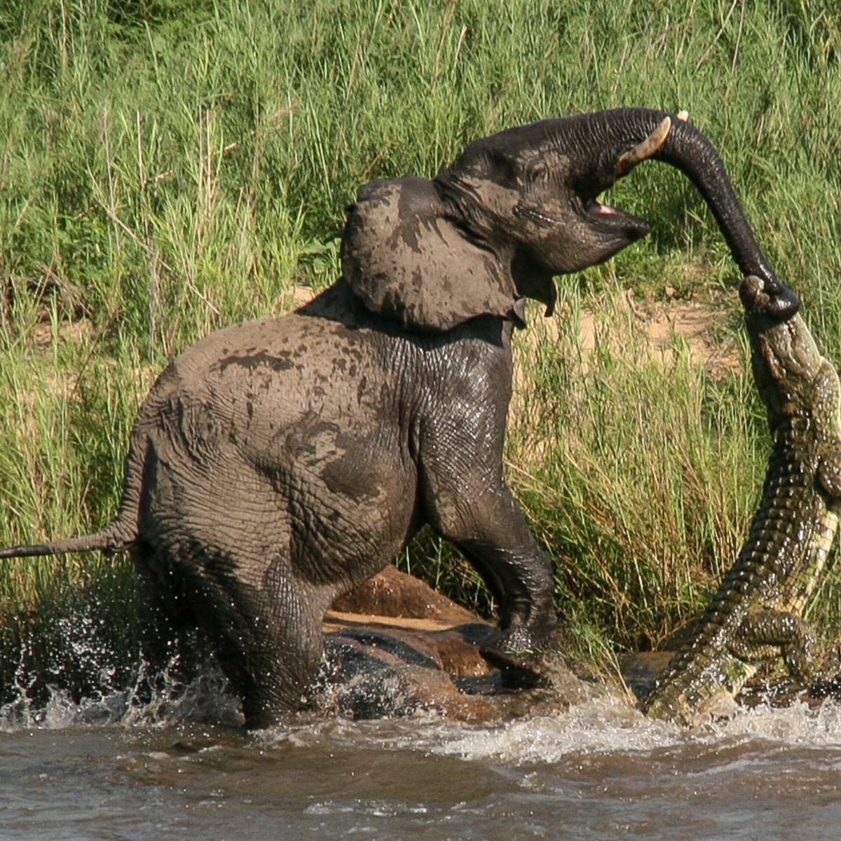 unstoppable maternal instinct mother elephant to protect her young from crocodile attack 5519
